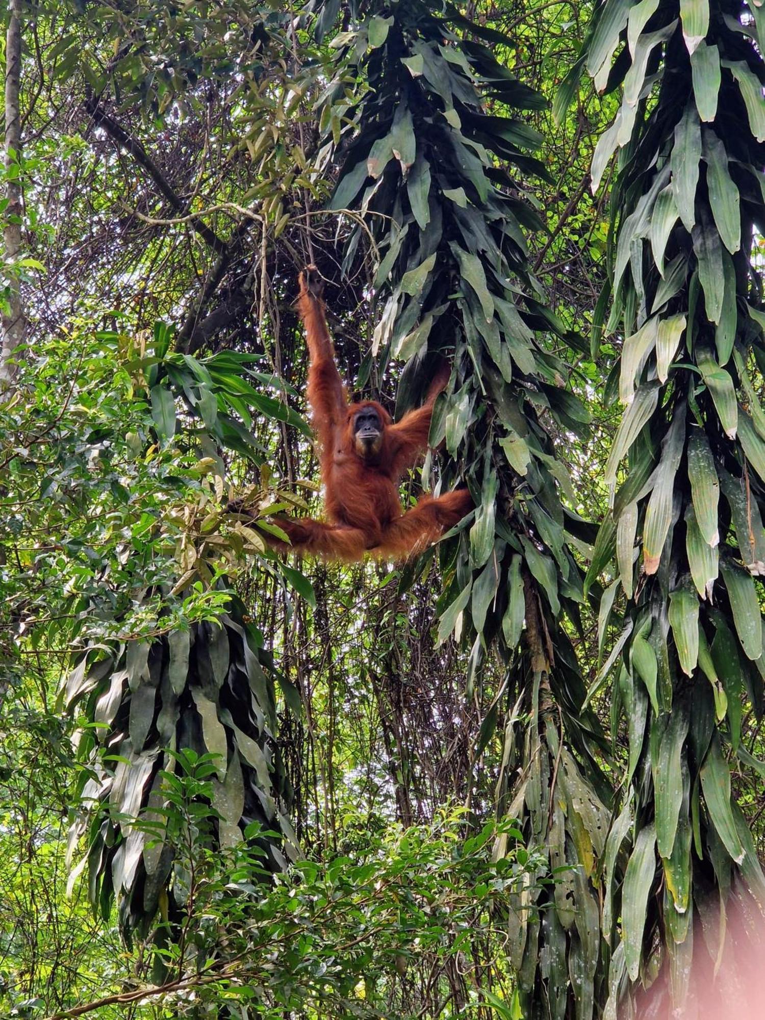 Asim Paris Guesthouse & Jungle Trekking Bukit Lawang Exterior photo